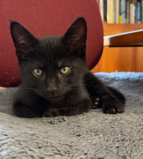 pony, Baby Domestic Short Hair / Mixed (short coat), cat for adoption in Oakley, California