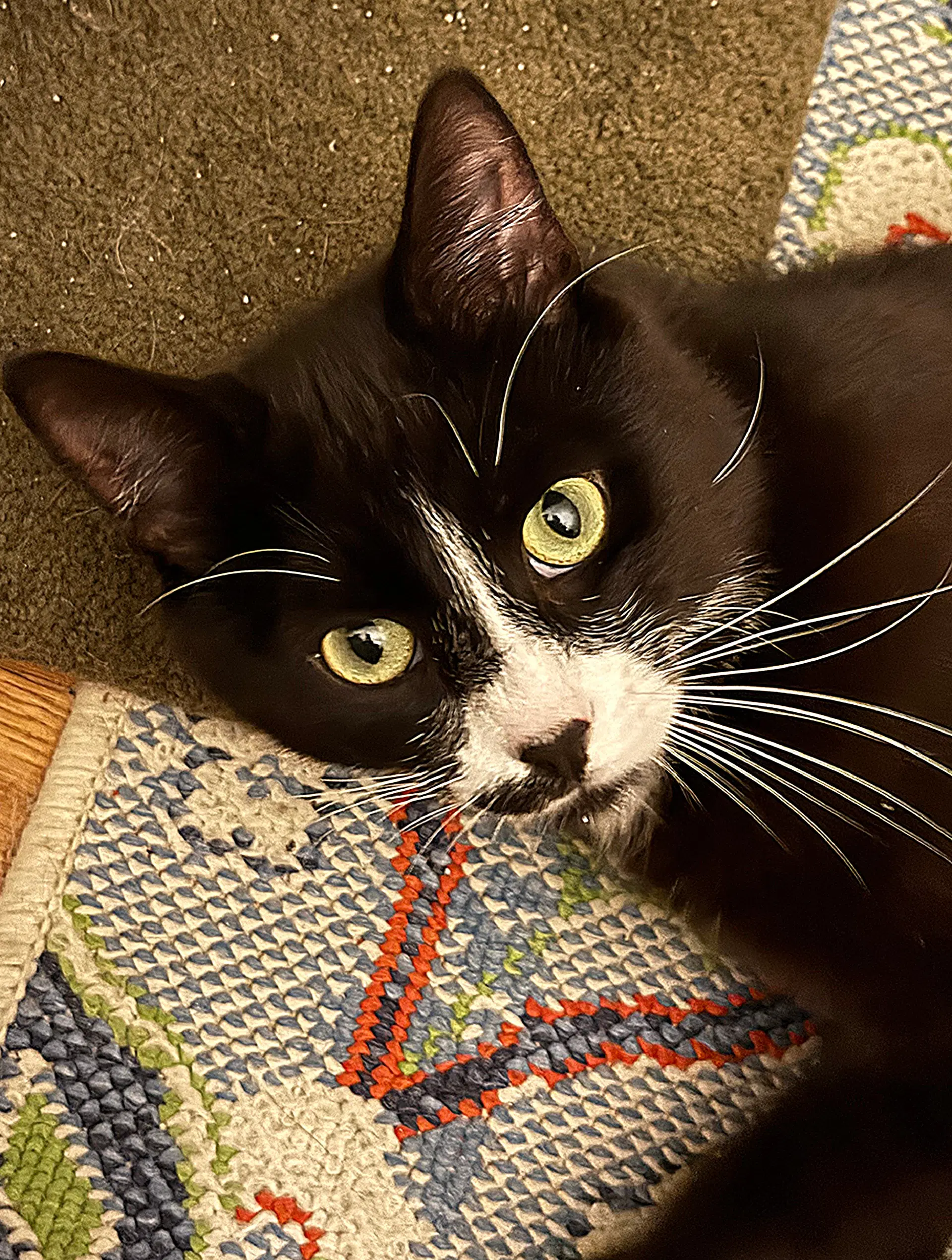 Ziggy image 4