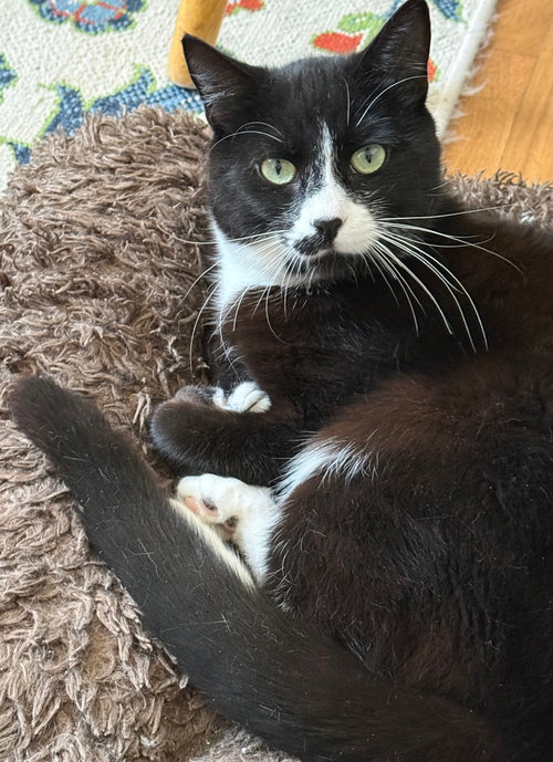 ziggy, an adoptable Tuxedo in San Jose, CA