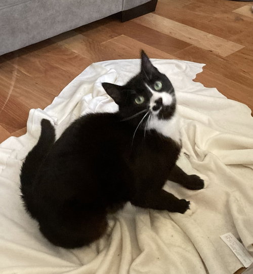 Photo 2 of ziggy