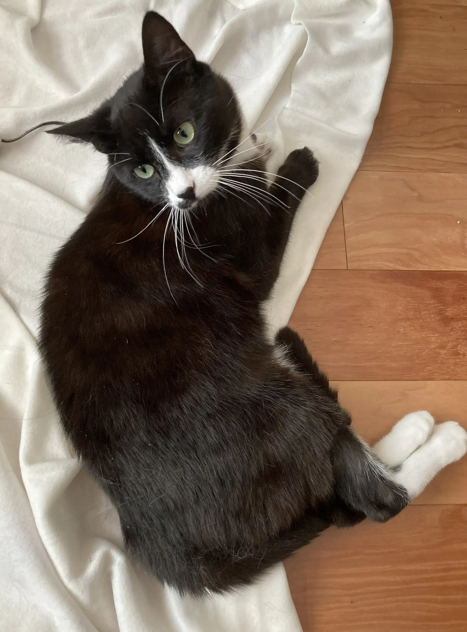 Ziggy - Tuxedo
