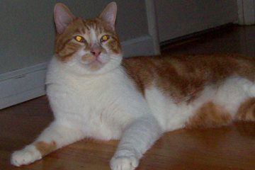 Max-H