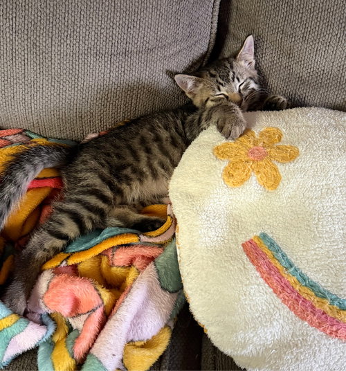 monster, an adoptable Tabby in San Jose, CA