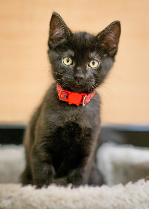 buttons, an adoptable Domestic Short Hair in San Jose, CA