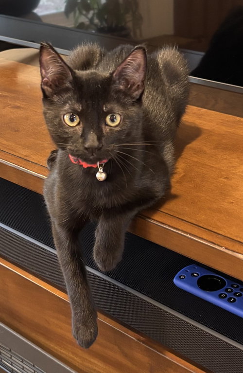 buttons, an adoptable Domestic Short Hair in San Jose, CA
