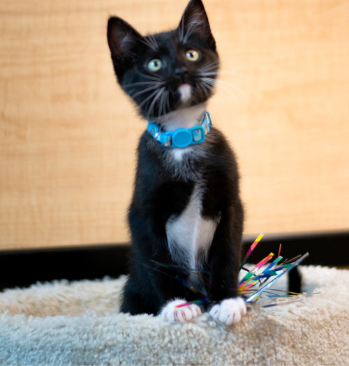 mittens, an adoptable Domestic Short Hair in San Jose, CA