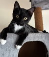 mittens