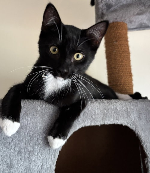 mittens, Baby Domestic Short Hair / Tuxedo / Mixed (short coat), cat for adoption in Livermore, California