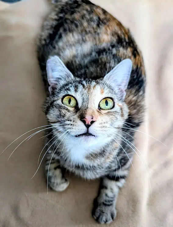 Jasper - Domestic Short Hair