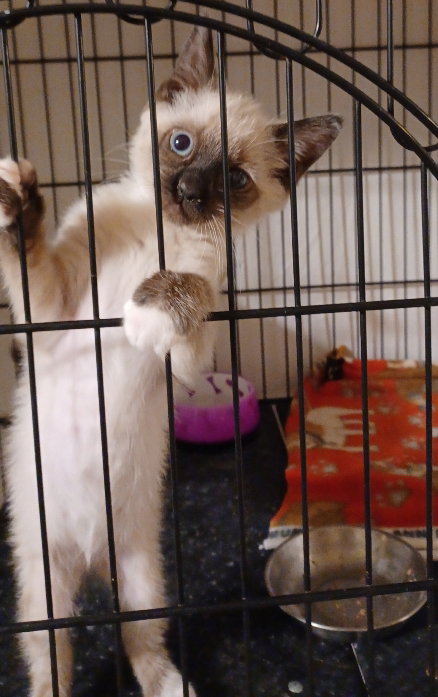 McCarthy, an adoptable Siamese in San Jose, CA