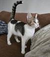 stringbean