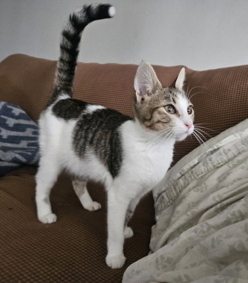 stringbean, an adoptable Tabby in San Jose, CA