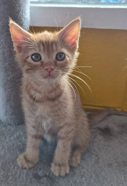 cheddar, an adoptable Domestic Short Hair in San Jose, CA