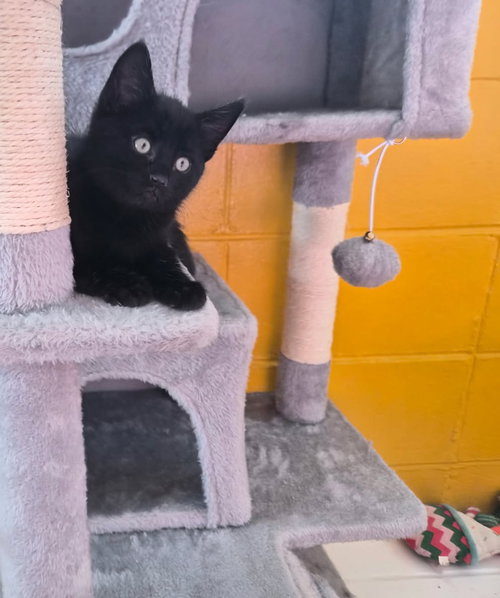 ash, an adoptable Domestic Short Hair in San Jose, CA