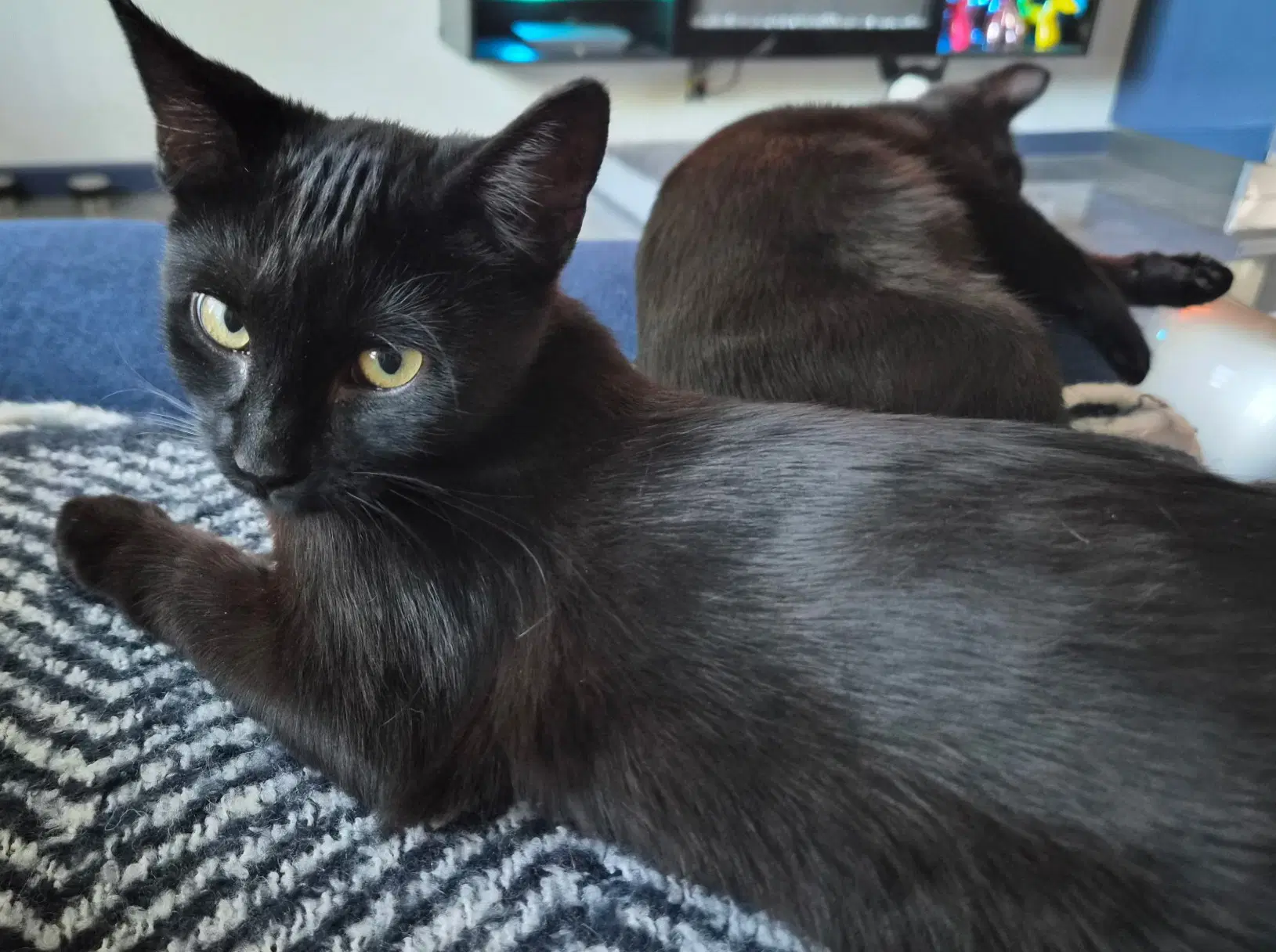 Ash - Domestic Short Hair