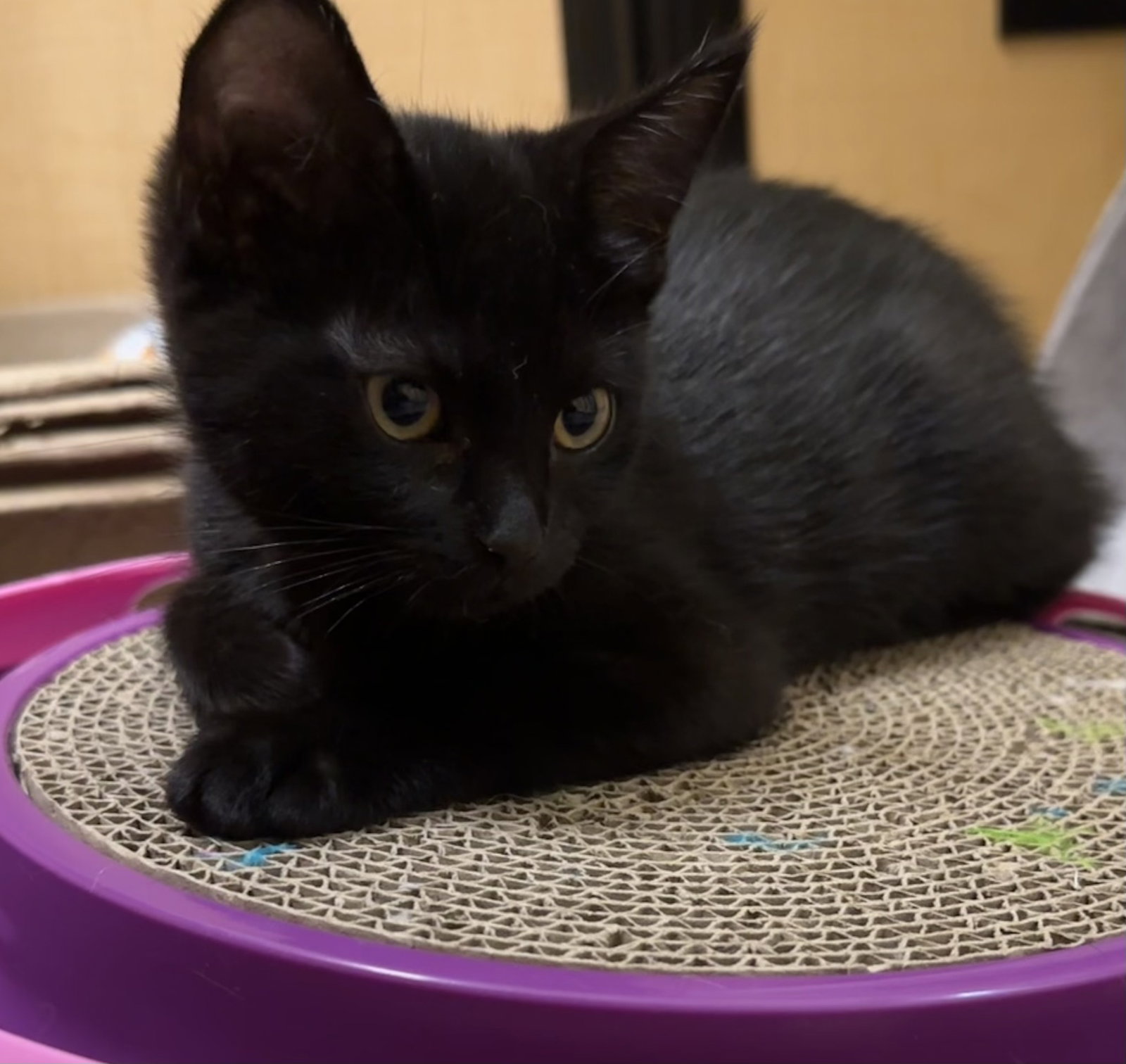 cinder