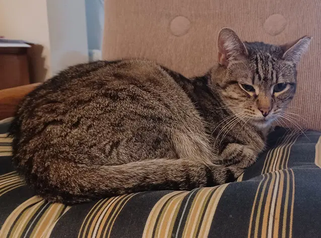 Fortune - Tabby