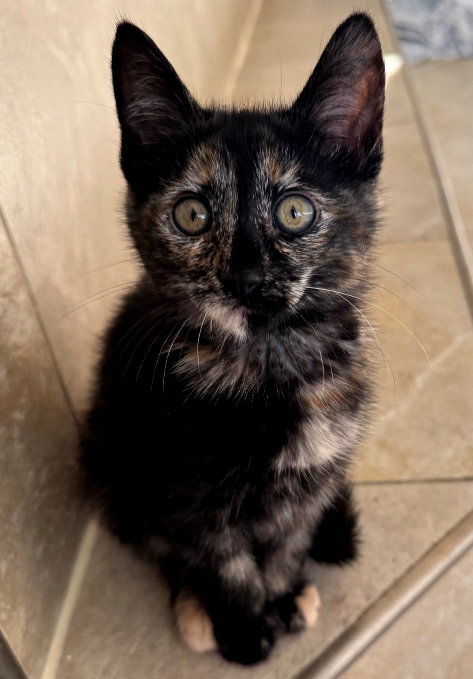 Momo, Baby Tortoiseshell / Domestic Short Hair / Mixed (short coat), cat for adoption in Brentwood, California