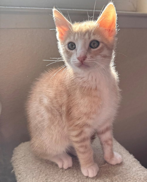Buffy, Baby Tabby / Domestic Short Hair / Mixed (short coat), cat for adoption in Brentwood, California