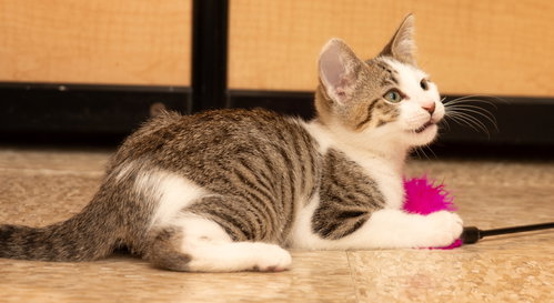 mitch, Baby Tabby / Domestic Short Hair / Mixed (short coat), cat for adoption in Livermore, California
