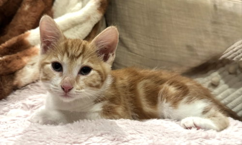 streetcar, Baby Tabby / Domestic Short Hair / Mixed (short coat), cat for adoption in Union City, California