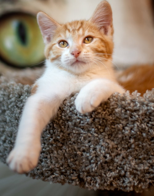 streetcar, Baby Tabby / Domestic Short Hair / Mixed (short coat), cat for adoption in Livermore, California
