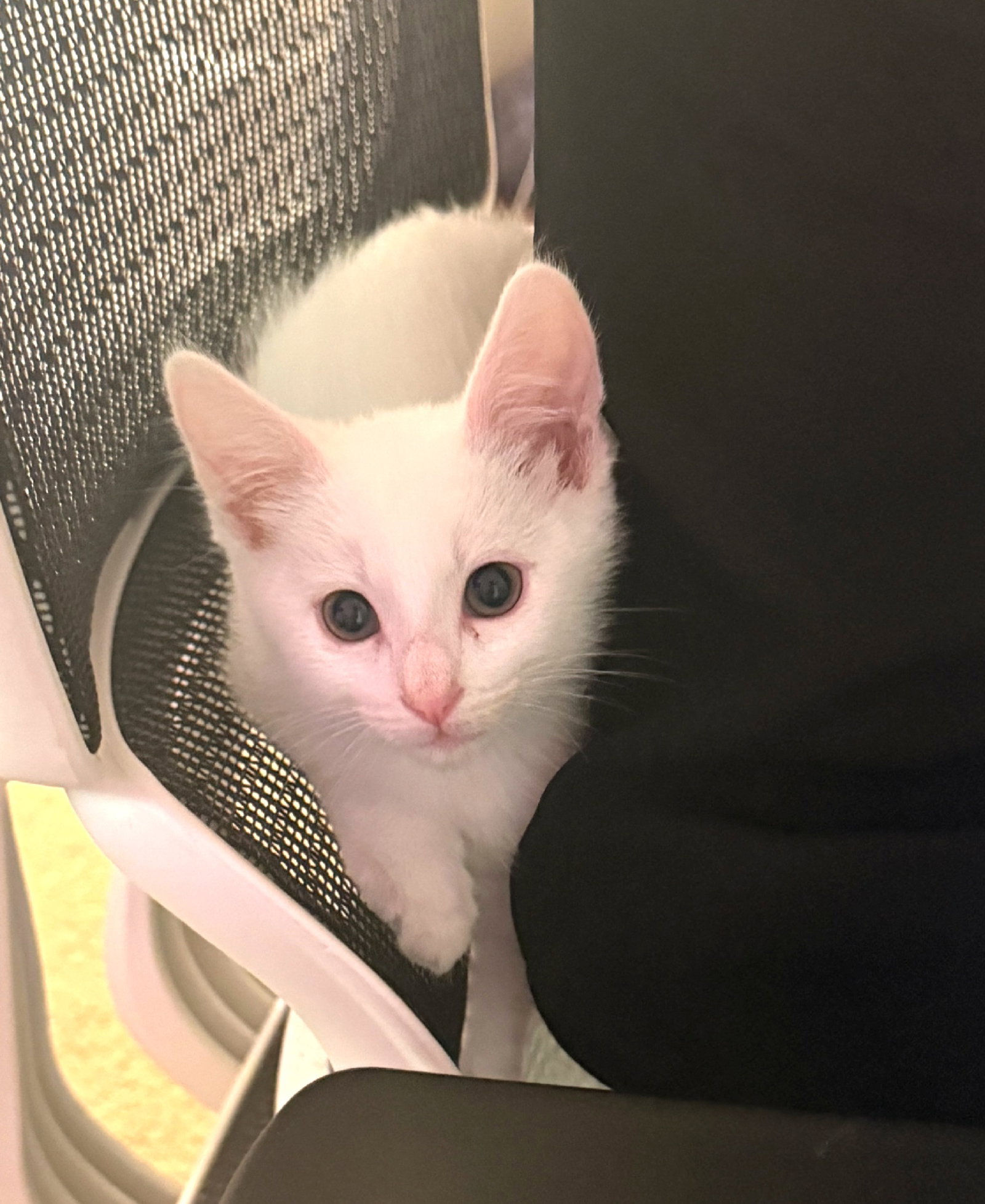 olaf