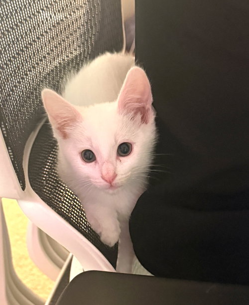 olaf