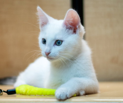 olaf, Baby Domestic Medium Hair / Mixed (medium coat), cat for adoption in Livermore, California