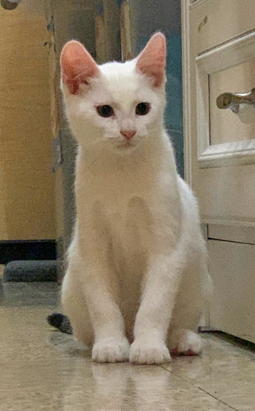 olaf, an adoptable Domestic Medium Hair in San Jose, CA