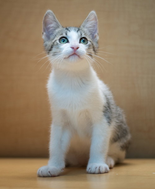 sven, Baby Domestic Short Hair / Tabby / Mixed (short coat), cat for adoption in Livermore, California