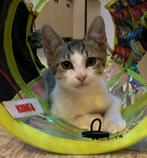 sven, an adoptable Domestic Short Hair in San Jose, CA