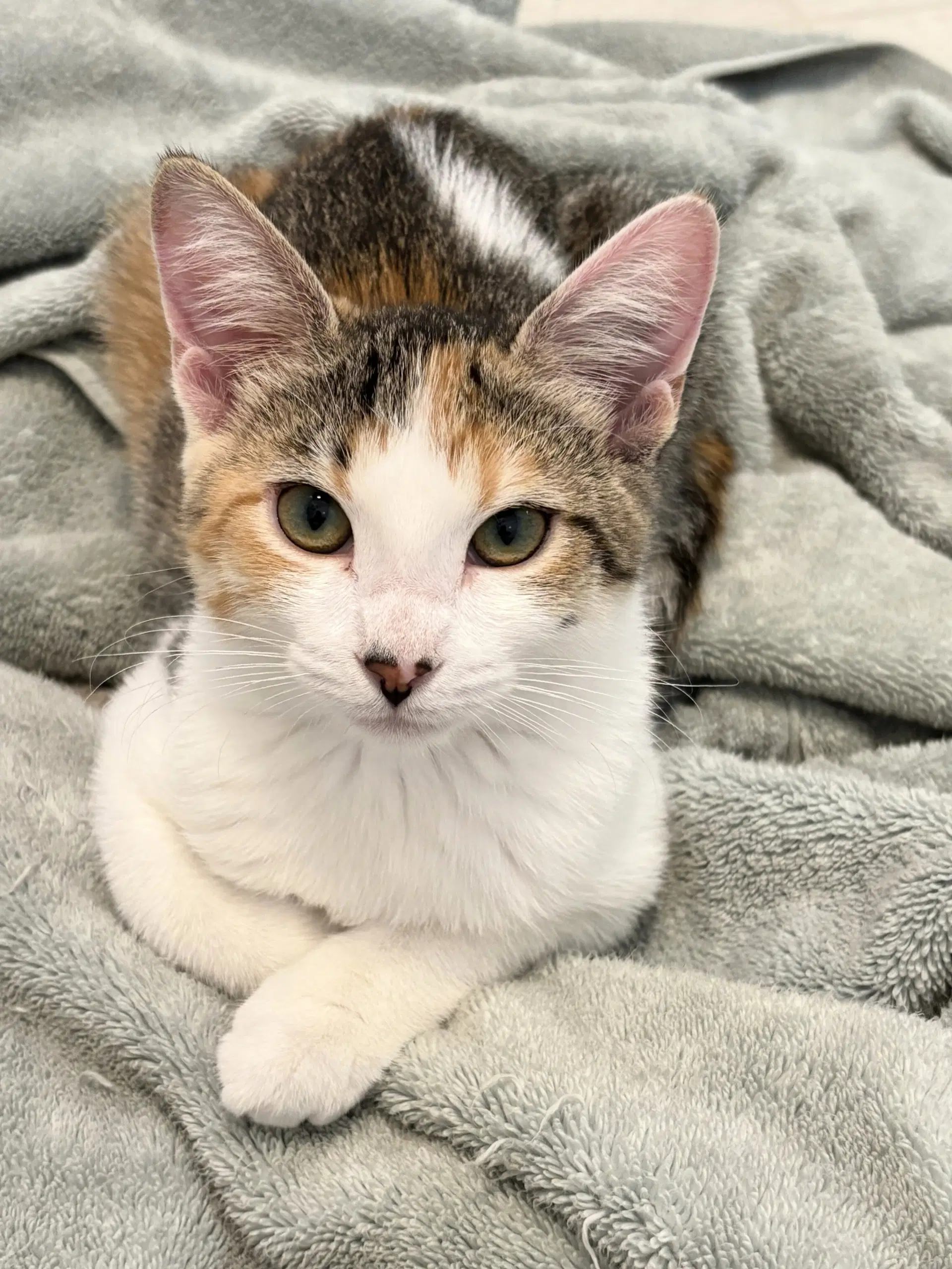 Desiree - Dilute Tortoiseshell