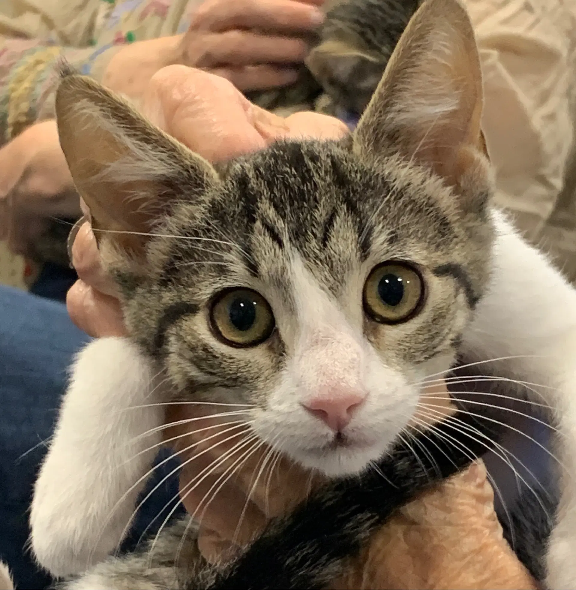 Emily - Tabby