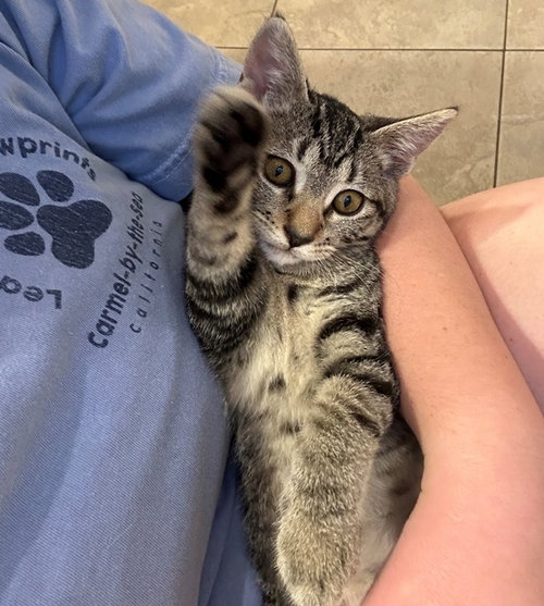 Tova, Baby Tabby / Domestic Short Hair / Mixed (short coat), cat for adoption in Livermore, California