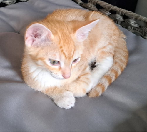 marmalade, an adoptable Tabby in San Jose, CA