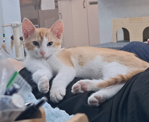 copper, an adoptable Tabby in San Jose, CA