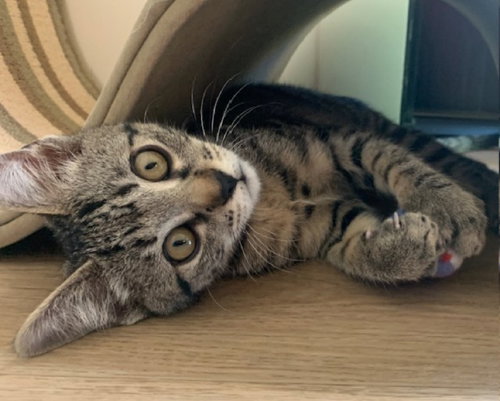 waffles, an adoptable Tabby in San Jose, CA