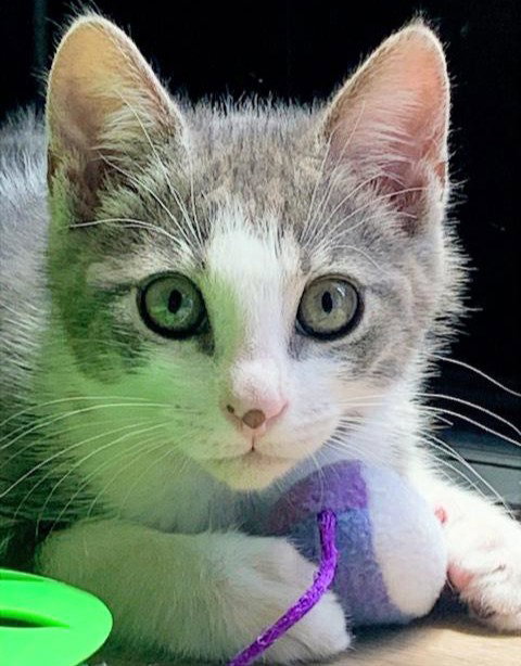 chicken, an adoptable Domestic Short Hair in San Jose, CA
