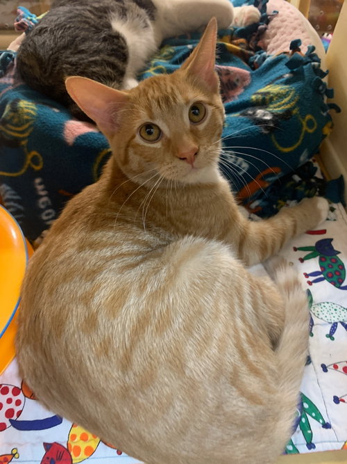 picture of the cat needing adoption