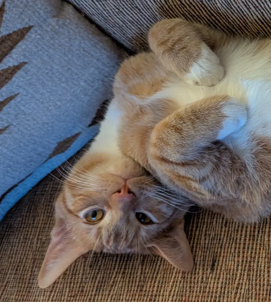Loki Loe - Domestic Short Hair