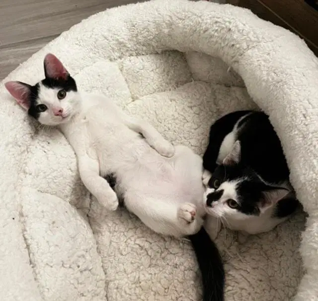 Dexter And Deedee - Domestic Short Hair
