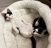 Dexter and DeeDee
