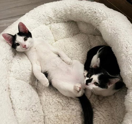 Dexter and DeeDee