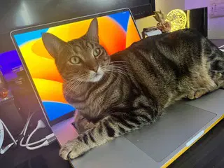London - American Shorthair