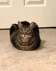 London - American Shorthair