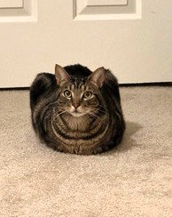 picture of the cat needing adoption
