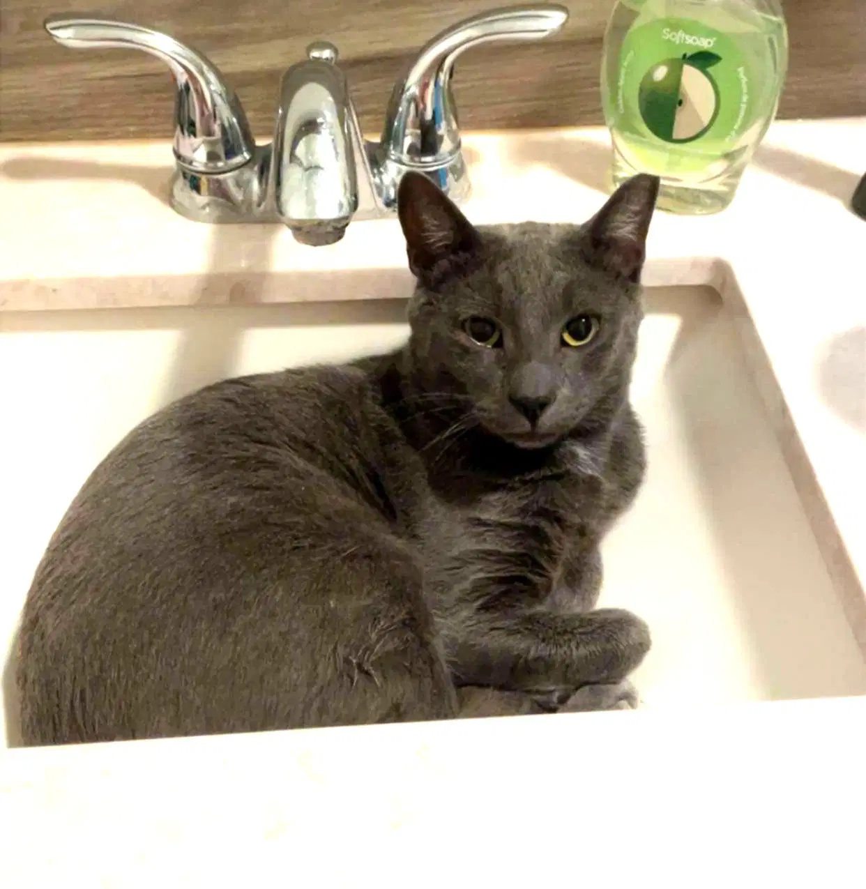 Roscoe - Russian Blue