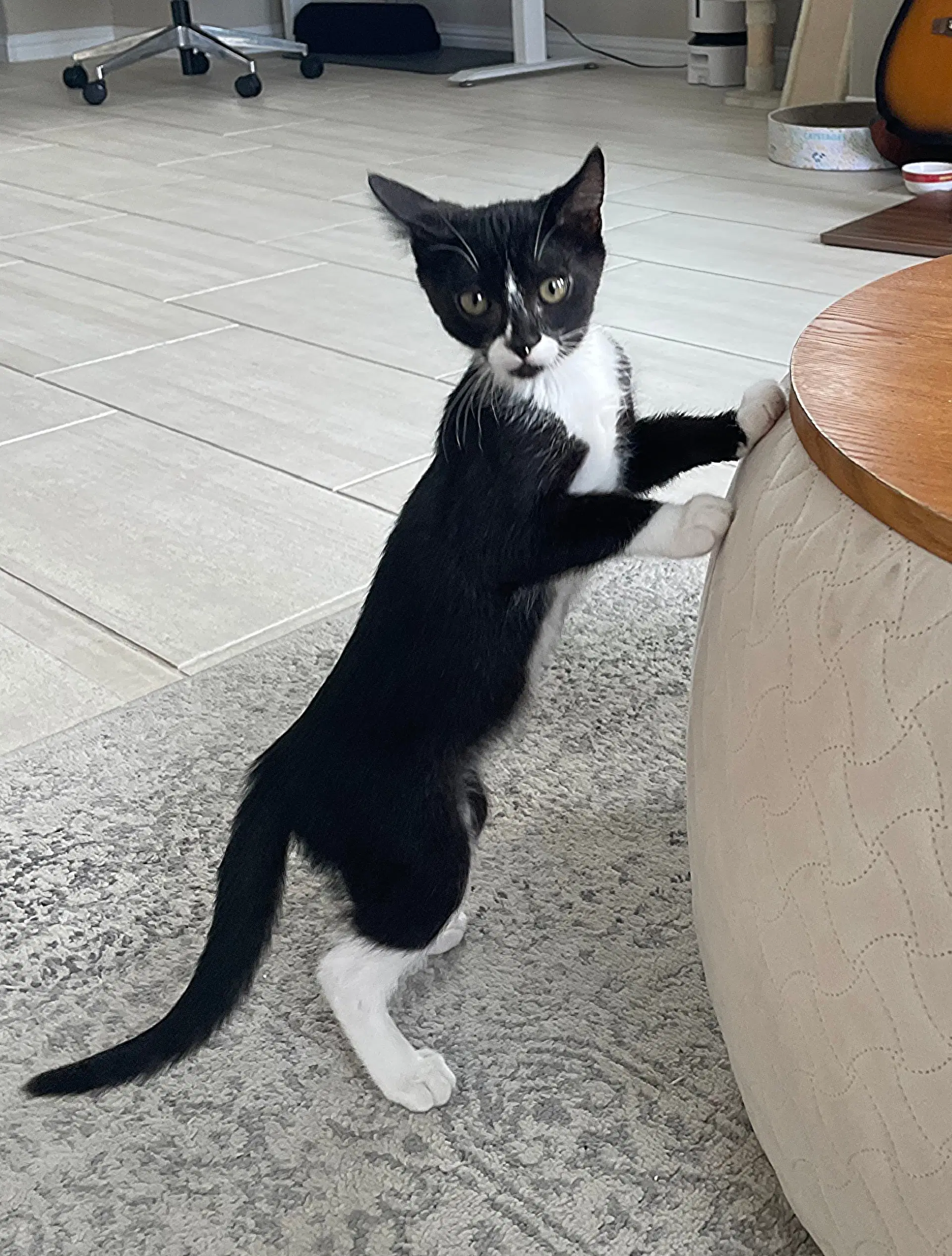 Belle Loren - Tuxedo