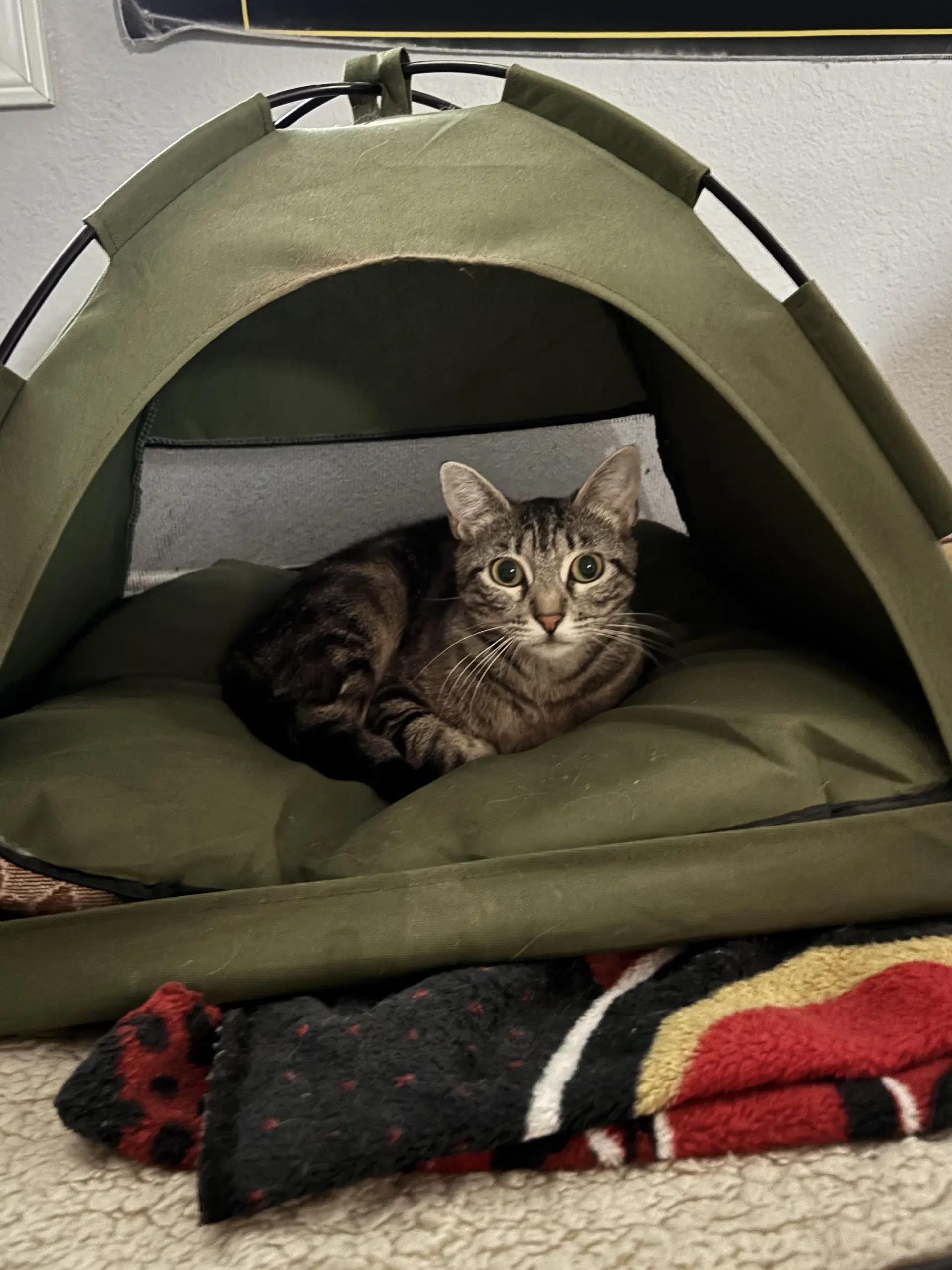 Momma - Tabby